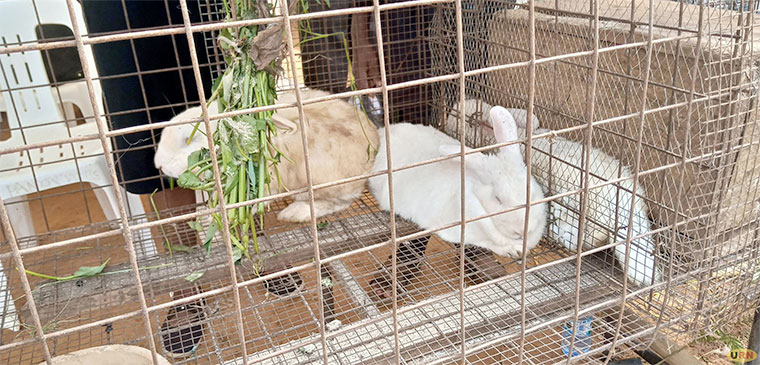 201907Rabbits-in-a-hutch