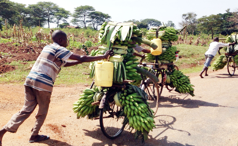 202009Farmers-taking-matooke-to-the-garden