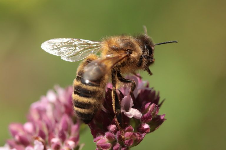 Abeille domestique (Apis mellifera)