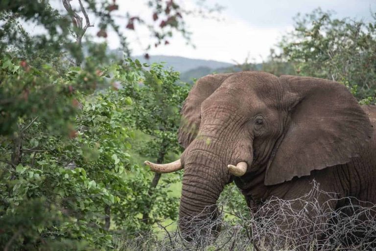202509Elephant-Kruger-National-Park