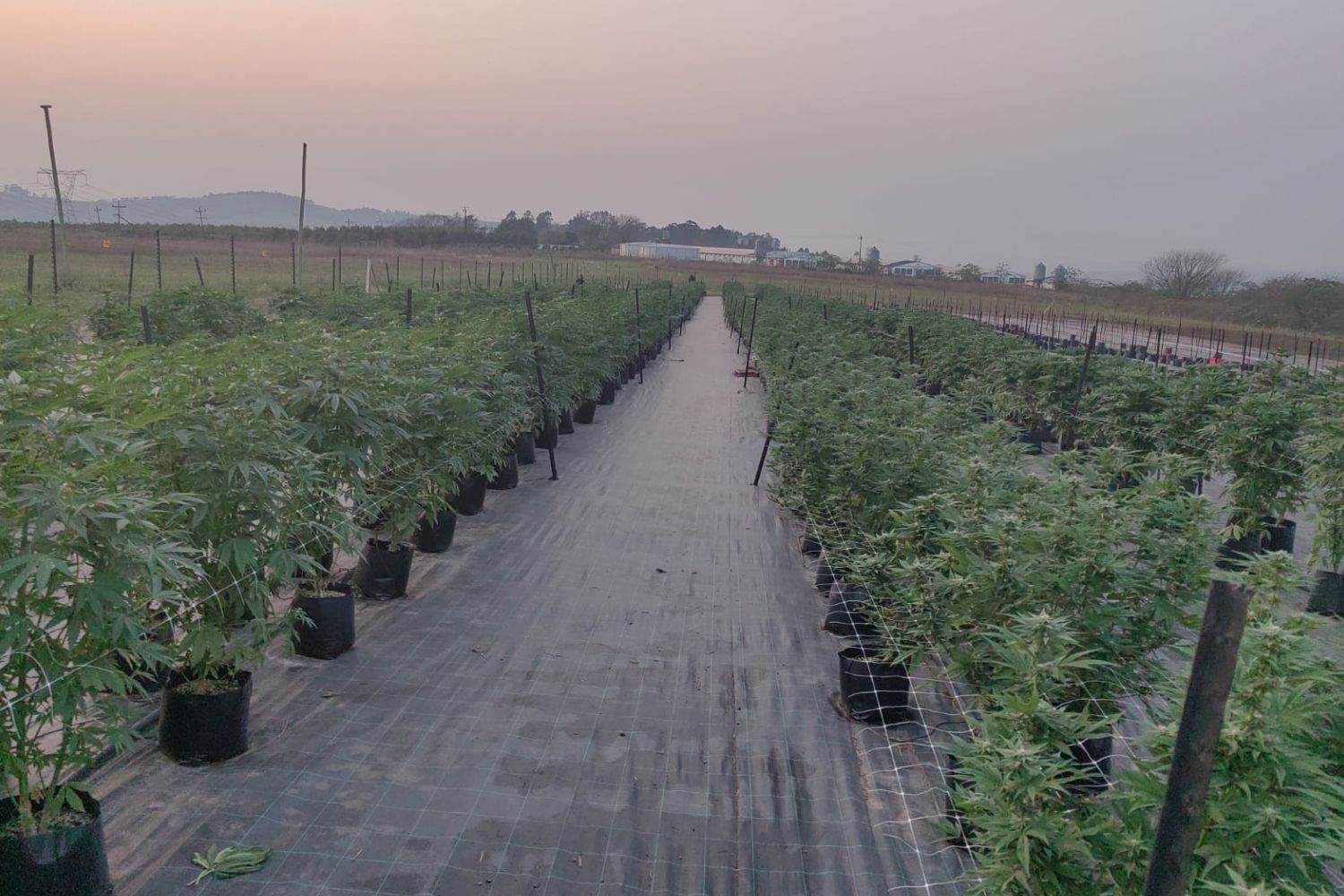 202509KZN-Cannibis