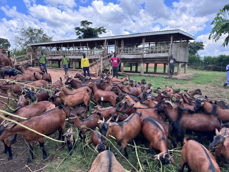 202509Kasolwe-brown-goat-breed