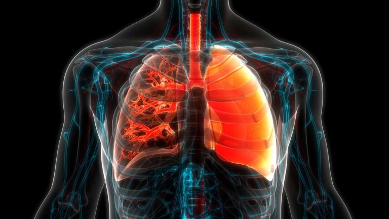 Human Respiratory System Lungs Anatomy