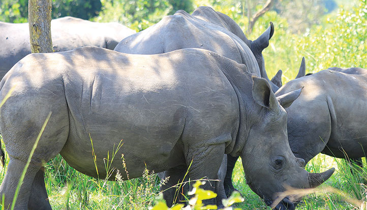 202509Rhinos-at-Ziwa-Sanctuary