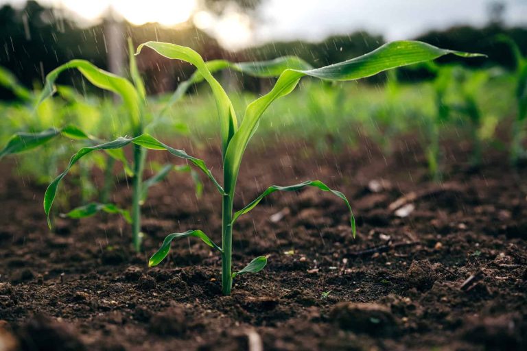 202509Small-scale-farming-Gauteng