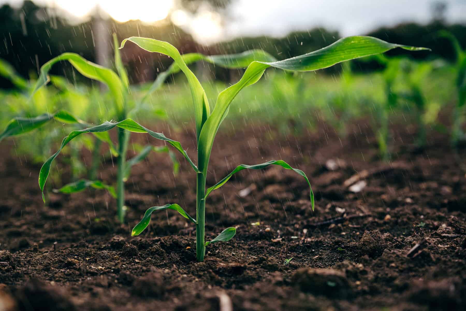 202509Small-scale-farming-Gauteng