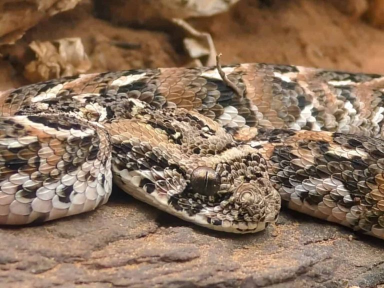 202509Snake-