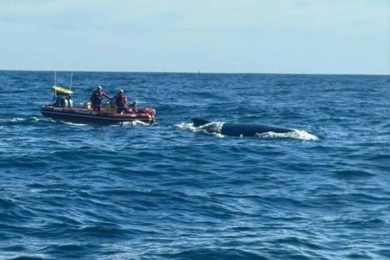 202509Whale-Rescue