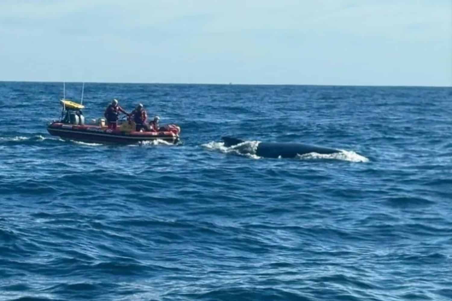 202509Whale-Rescue