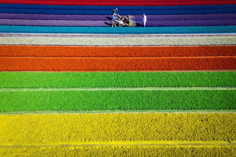 FRANCE-AGRICULTURE-FLOWER