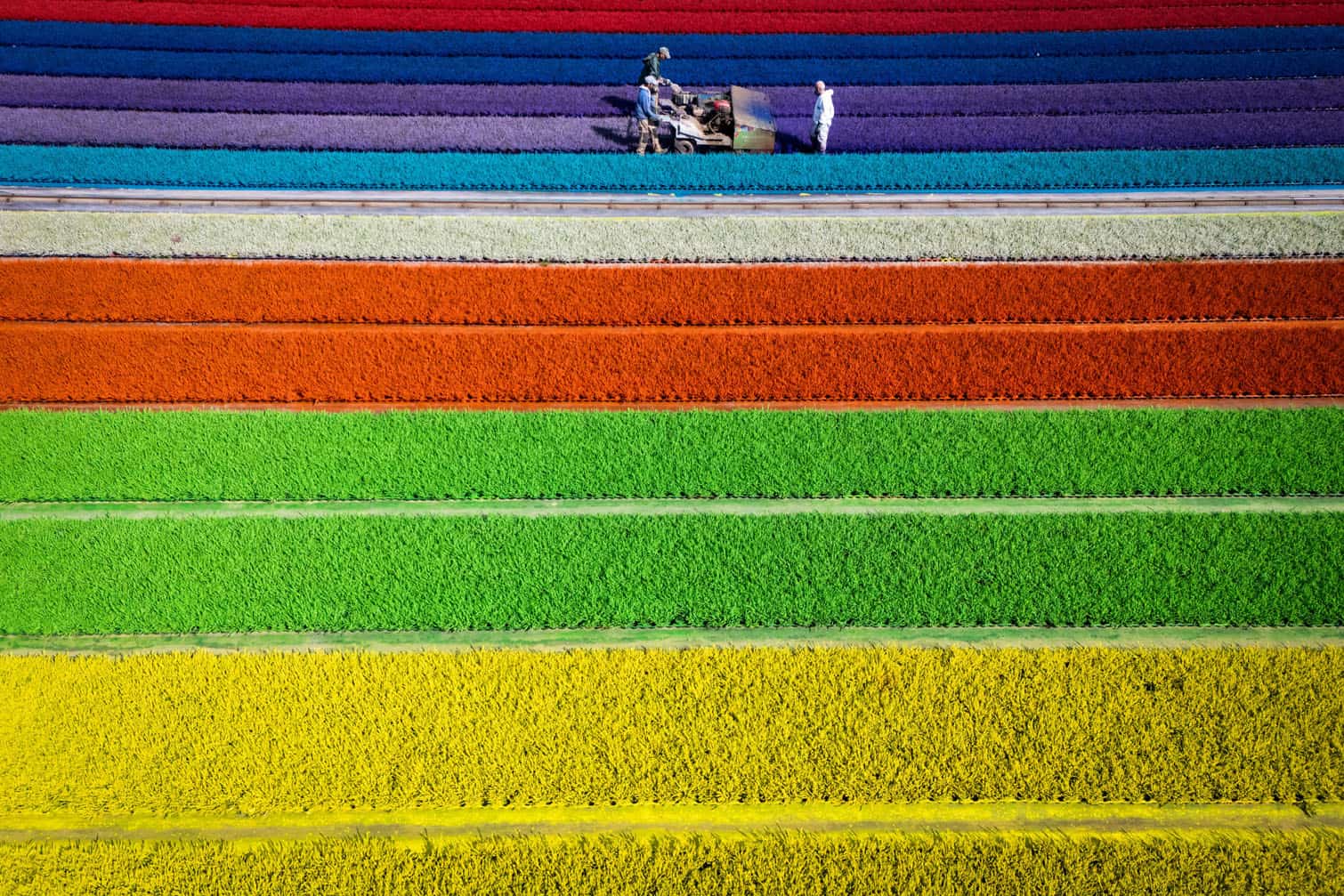 FRANCE-AGRICULTURE-FLOWER