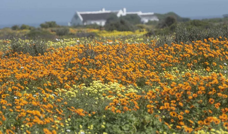 Media Preview Of The Wildflower Season At West Coast National Park