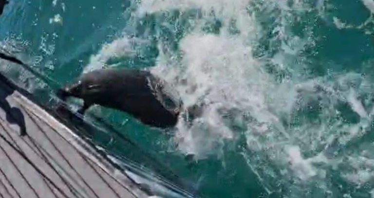 202509seal-attack-Mossel-Bay