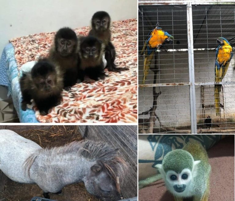 animais-1024x877-1