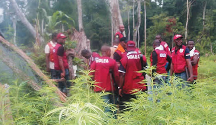 202406NDLEA-Busts-Snake-Guarded-Shrine-Loaded-with-Drugs-in-Benin-City-