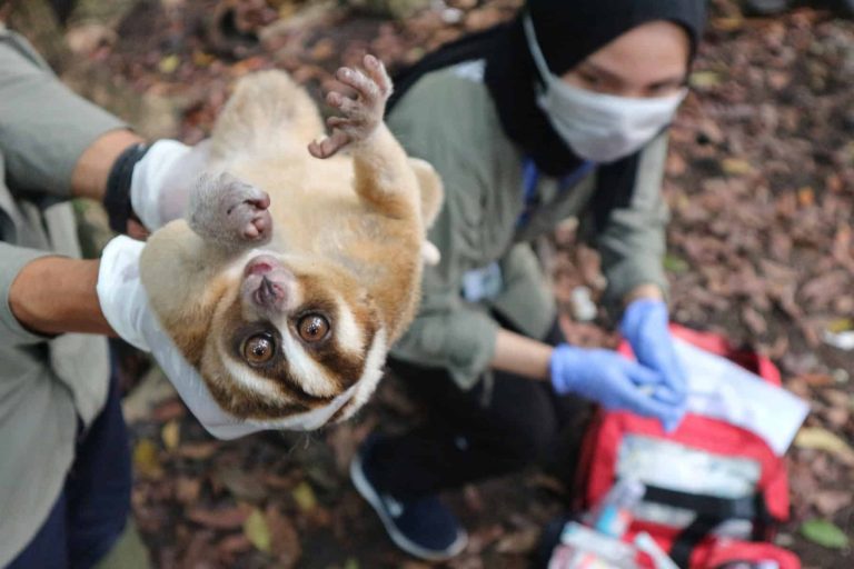 Eight Javan Slow Lorises Released Into Ujung Kulon National Park