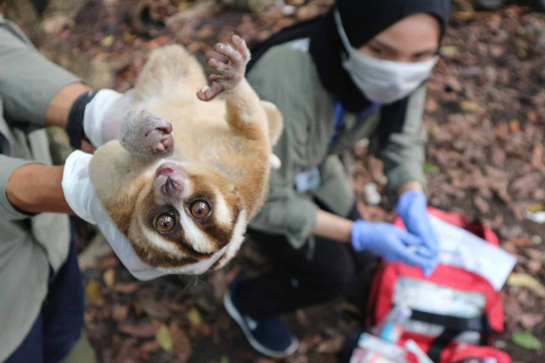 Eight Javan Slow Lorises Released Into Ujung Kulon National Park