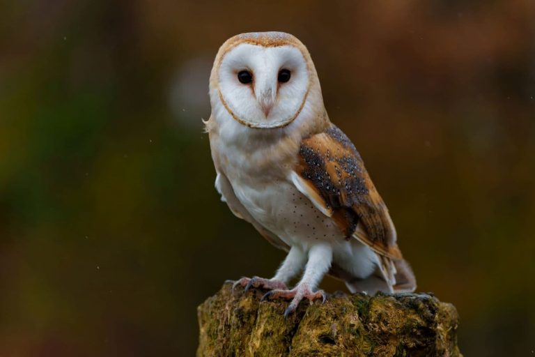 Barn Owl sitting in a tree