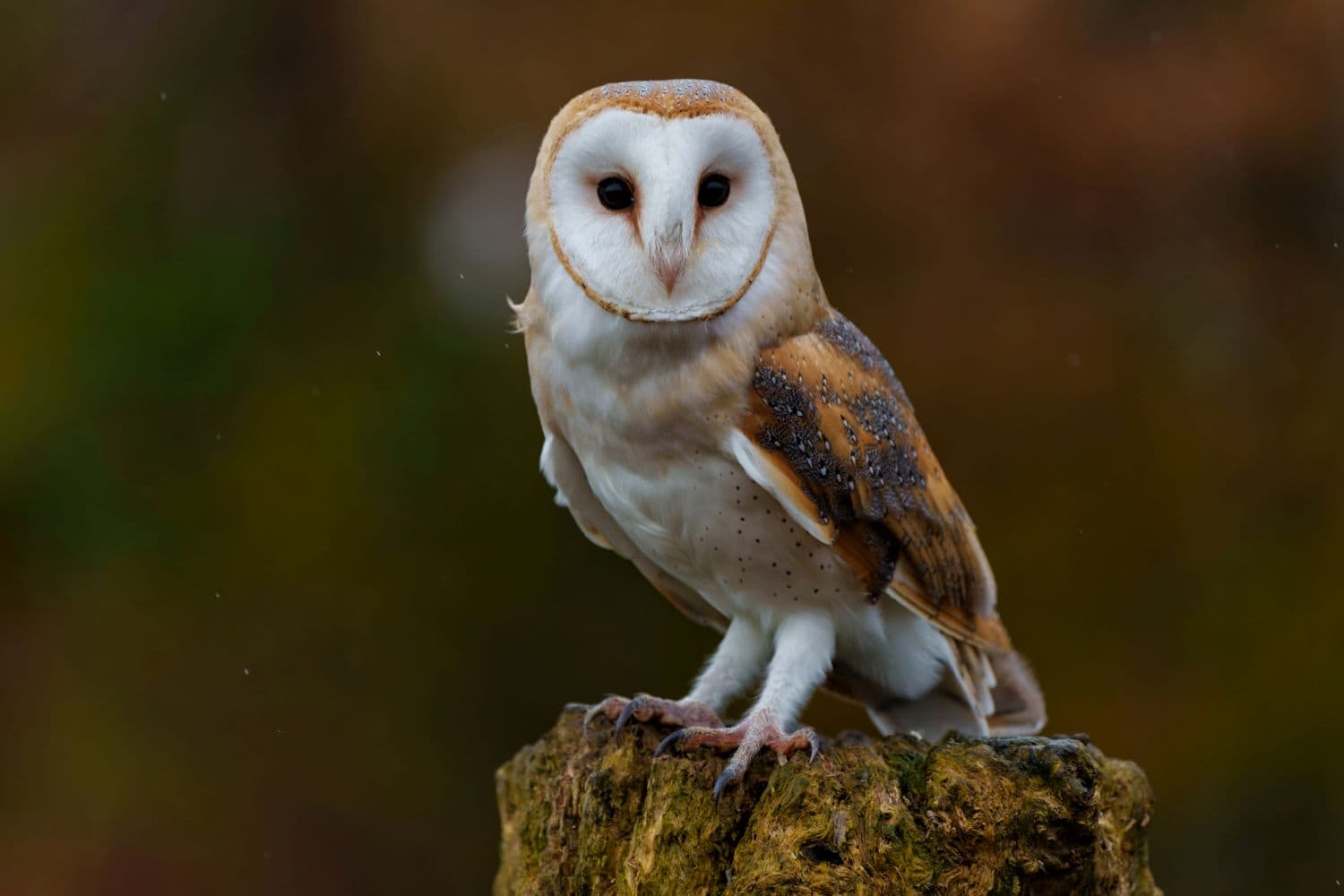 Barn Owl sitting in a tree
