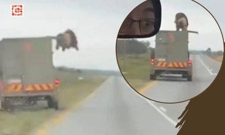 202510Lion-jumps-from-moving-vehicle-Animal-welfare-experts-weigh-in