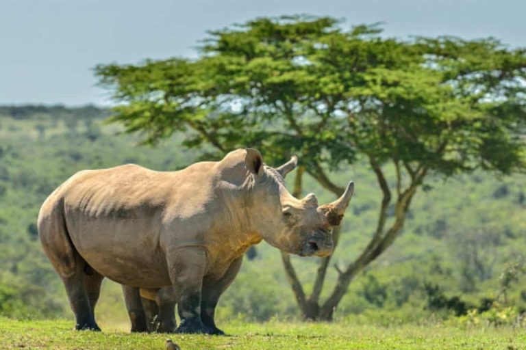 202510Rhino-poaching-and-film