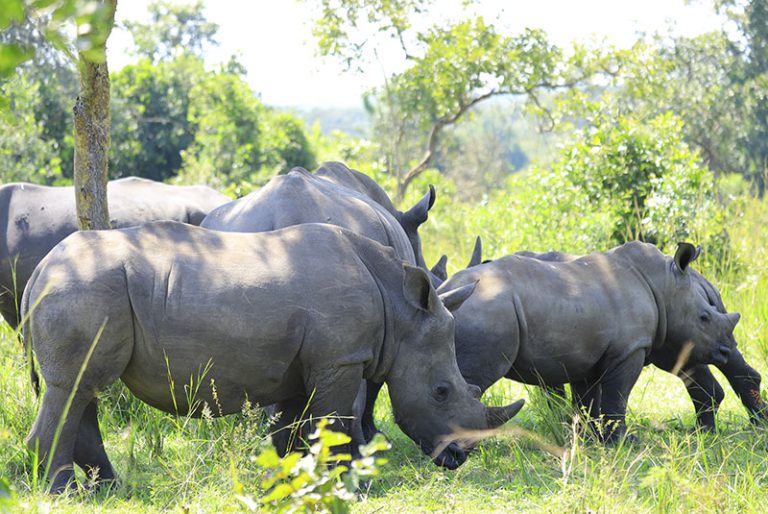 202510Rhinos-at-Ziwa-sanctuary