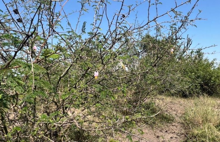 202510Sicklebush-in-Queen-Elizabeth-NP