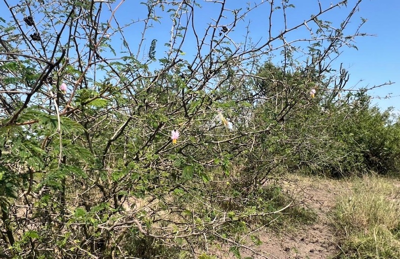 202510Sicklebush-in-Queen-Elizabeth-NP