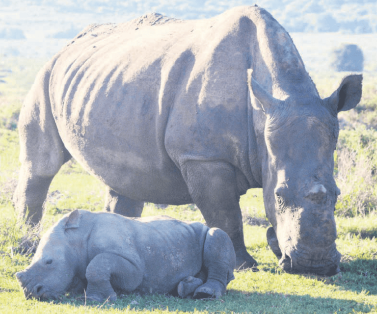 202510Thandi-Rhino