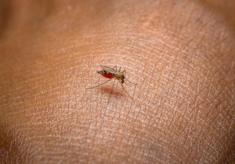 Mosquito