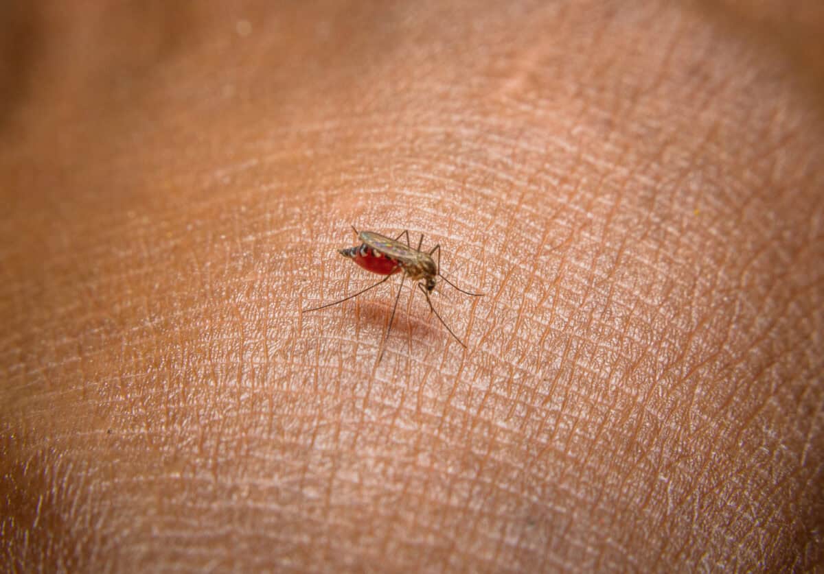 Mosquito