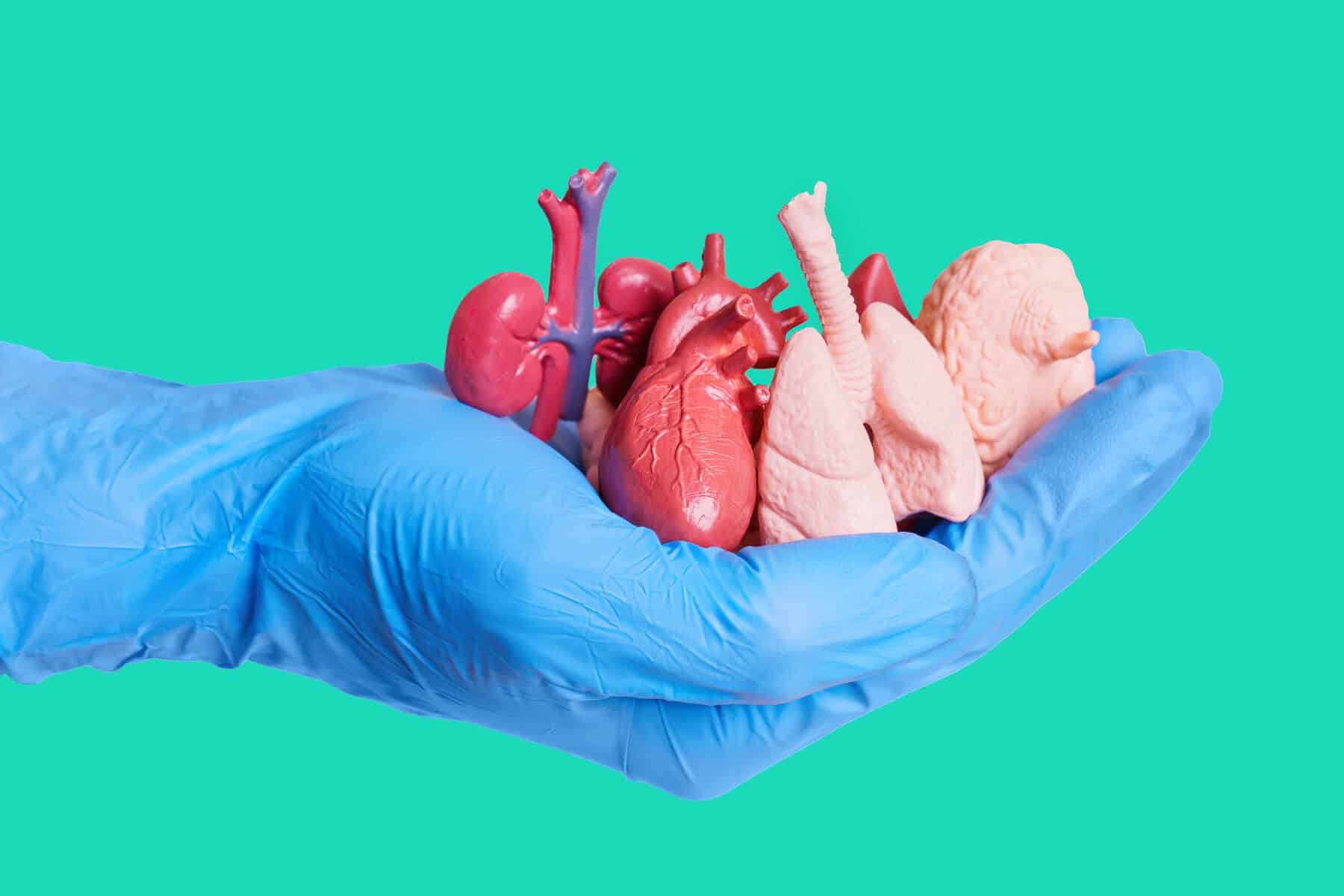 Miniature Human Organs in a Gloved Hand on Green