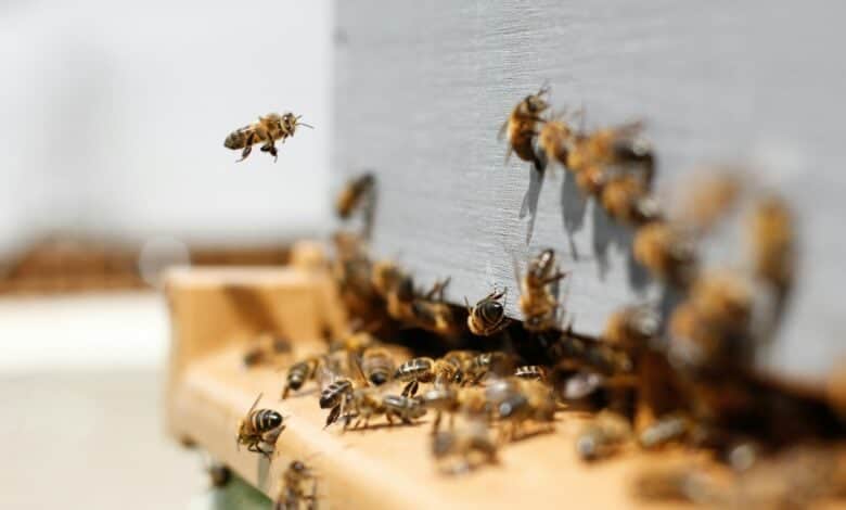 202510bee-attack