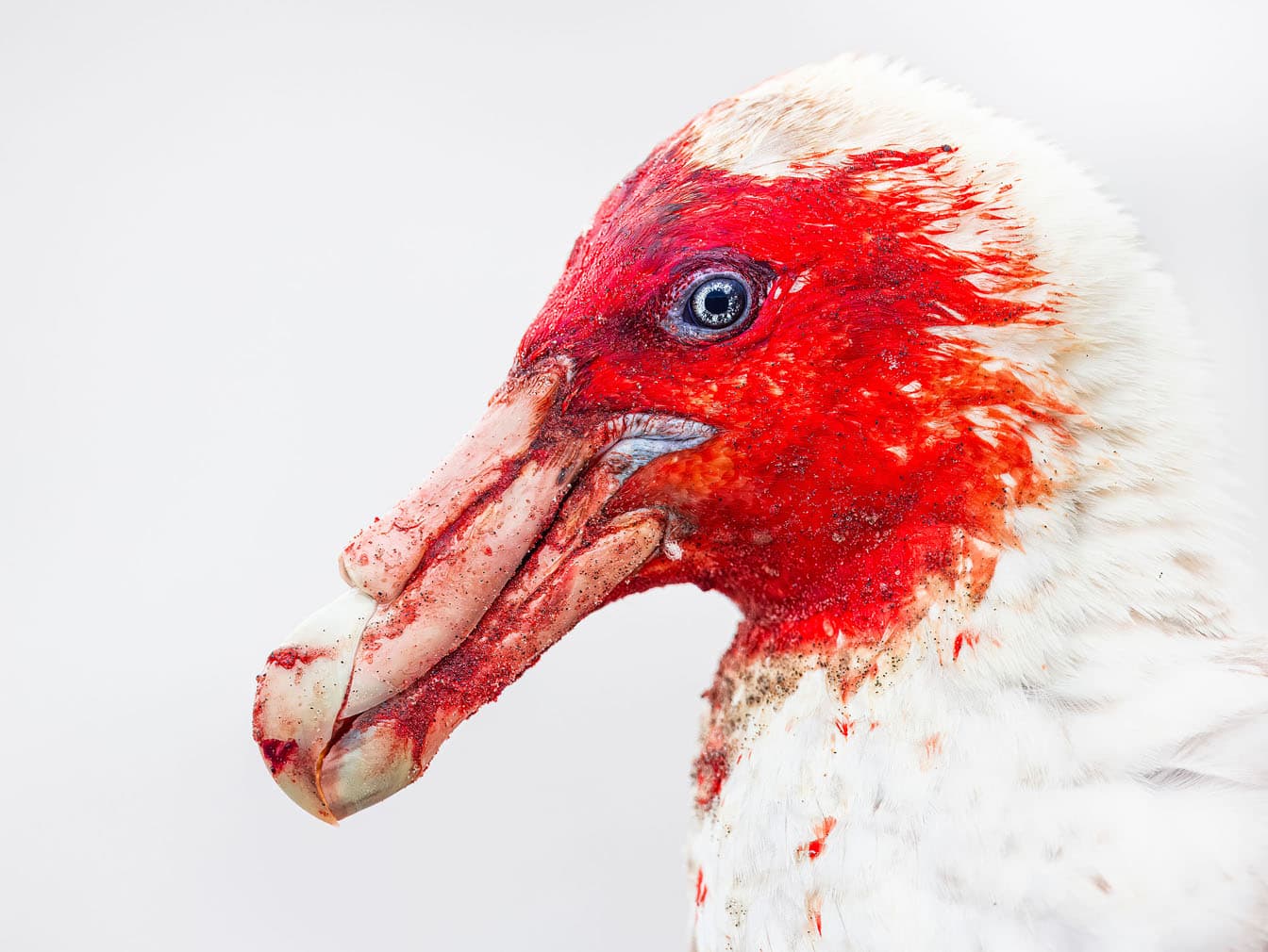 Vulture_of_the_sea