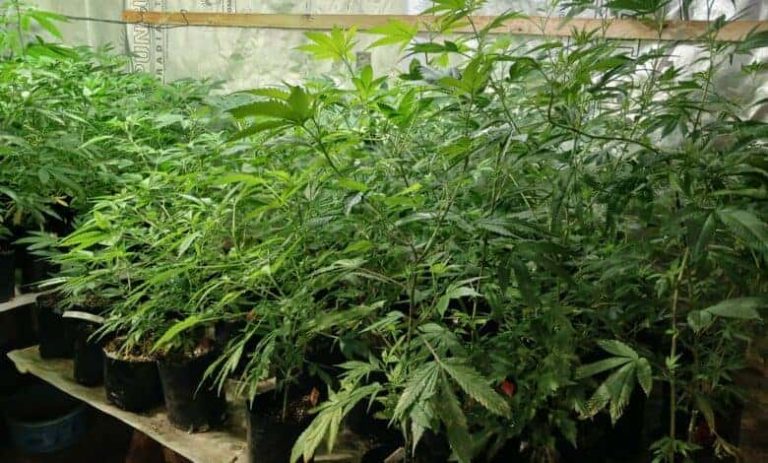 202510cannabis-plants