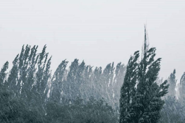 Landscape with green trees in a heavy summer rain