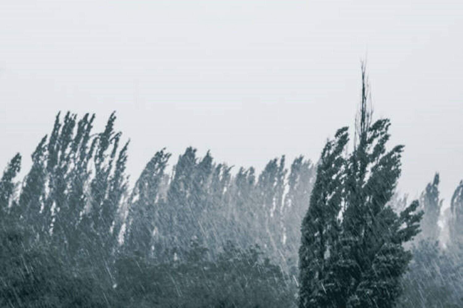 Landscape with green trees in a heavy summer rain