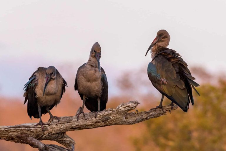 Hadeda Ibis