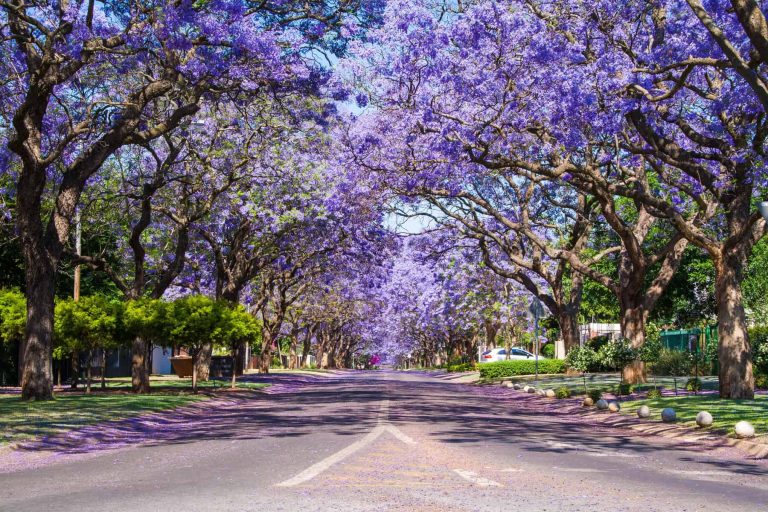 Street in Pretoria lined with Jacaranda trees