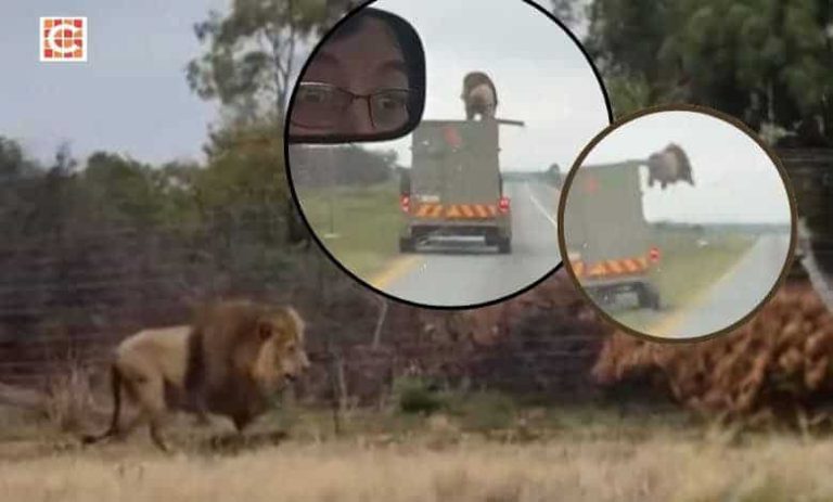 202510lion-jump-captured