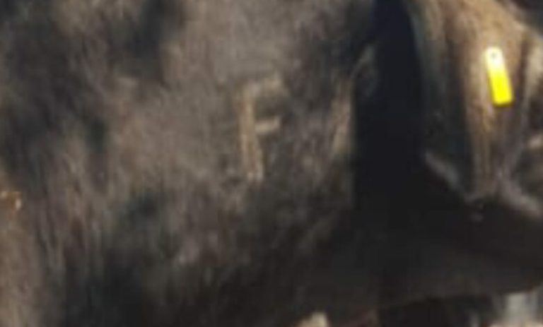 202510livestock-vaccine