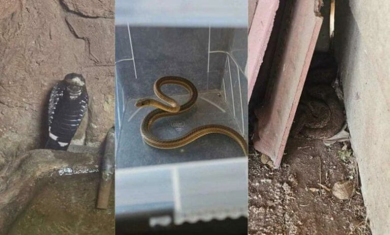 202510pretoria-snakes