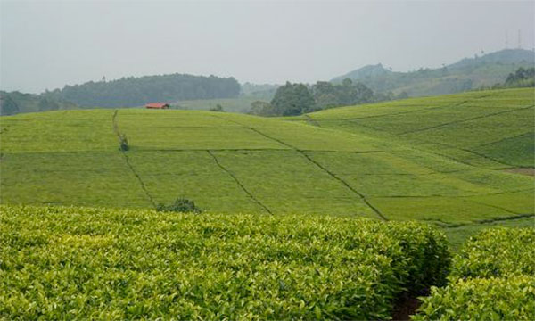 202110Tea-farm-in-Buhweju