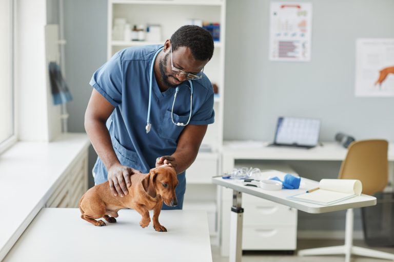 Contemporary young veterinarian bending over desk while examining dachshund