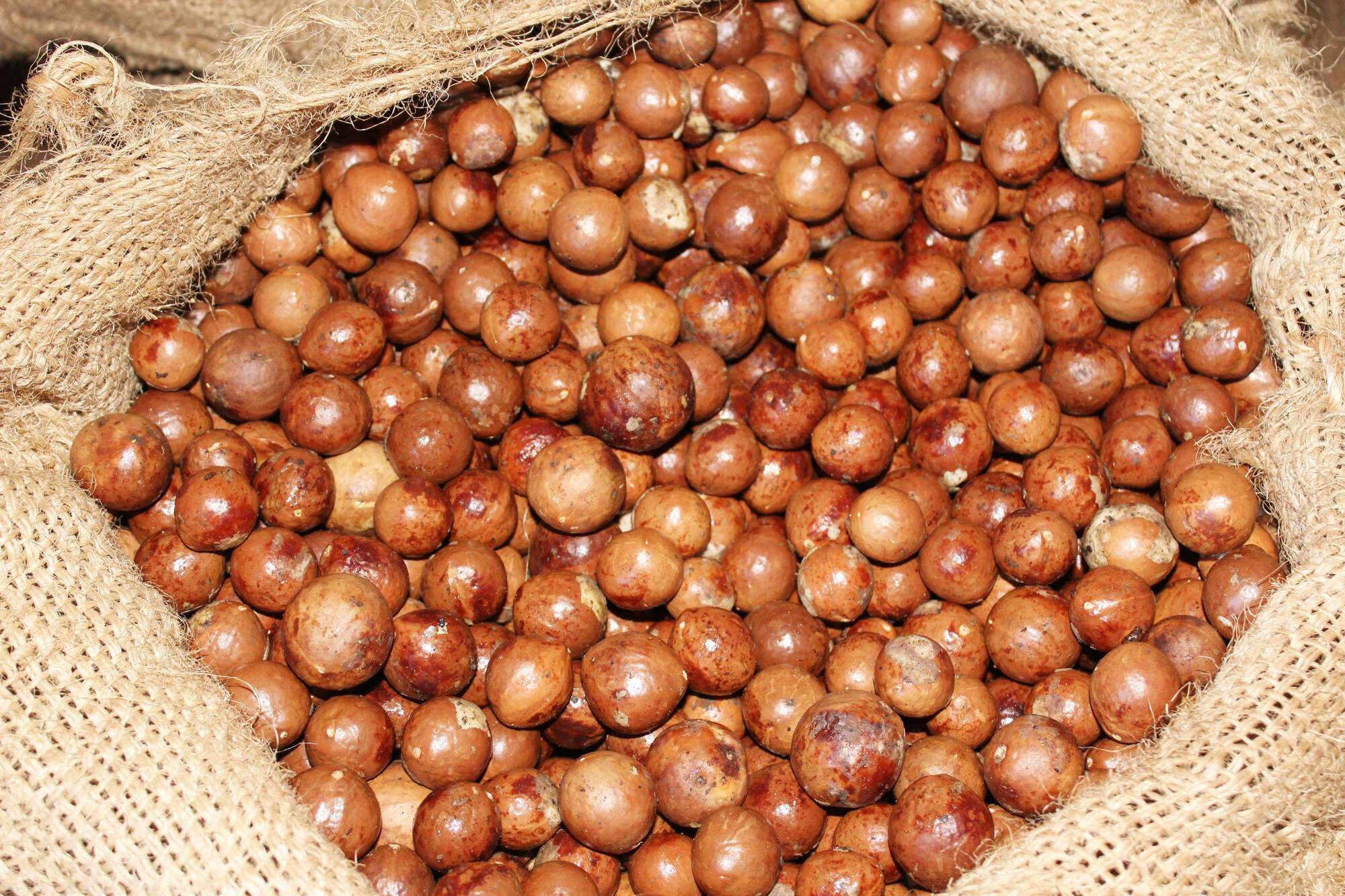 Macadamia nuts at Kitheo, Tigania East in Meru county before they mature.
