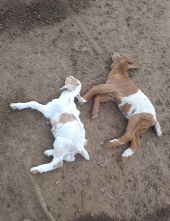 202507Dead-goats-in-Hoima