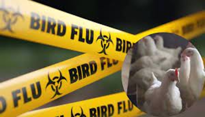 202511Bird-Flu-Could-Trigger-Pandemic-Worse-Than-COVID-Institut-Pasteur-Warns