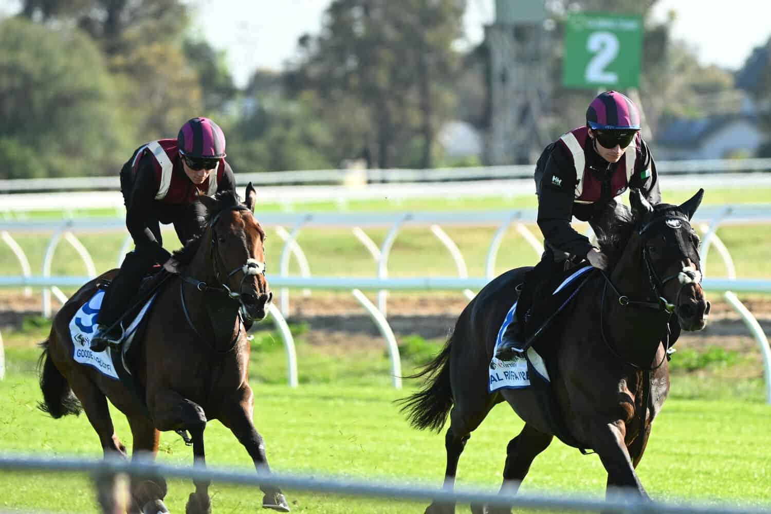 Melbourne Cup Runners Continue Preparations