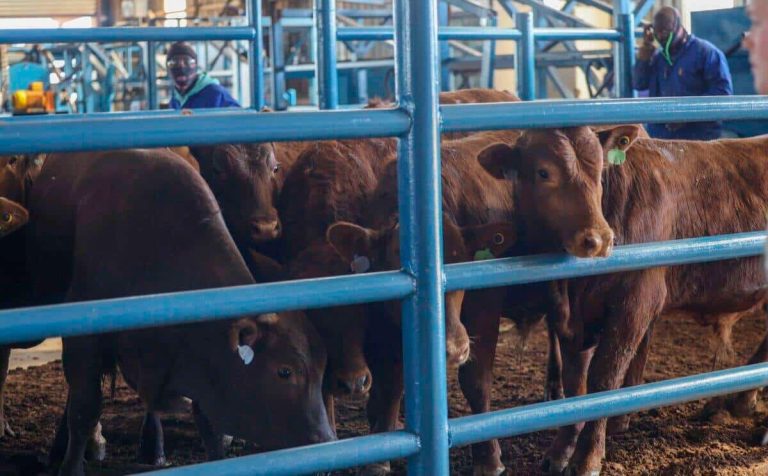 202511Nationwide-foot-and-mouth-disease-vaccination-drive-planned