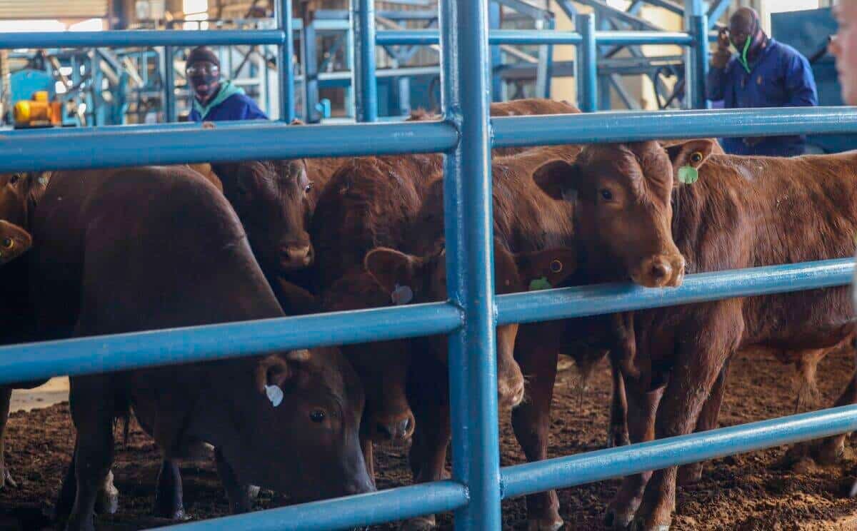 202511Nationwide-foot-and-mouth-disease-vaccination-drive-planned